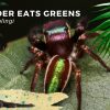 Bagheera-kiplingi-–-the-mostly-vegetarian-spider-3.jpg